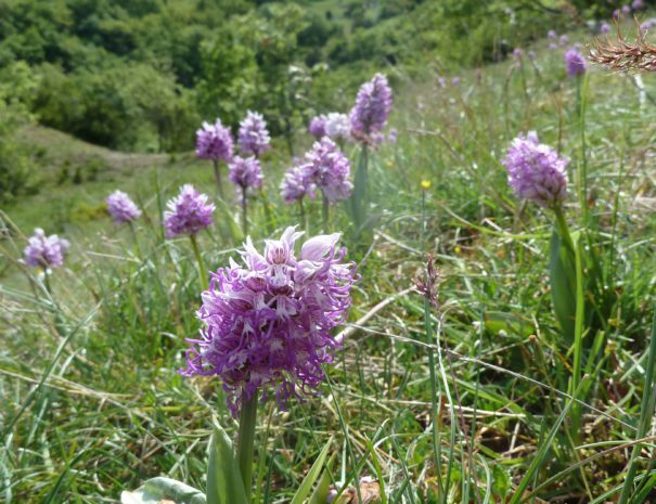 que fair een ardèche ? Des balades découverte de la nature