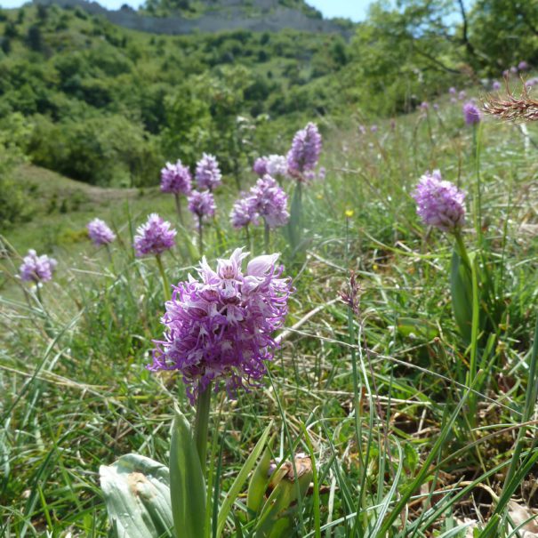 que fair een ardèche ? Des balades découverte de la nature