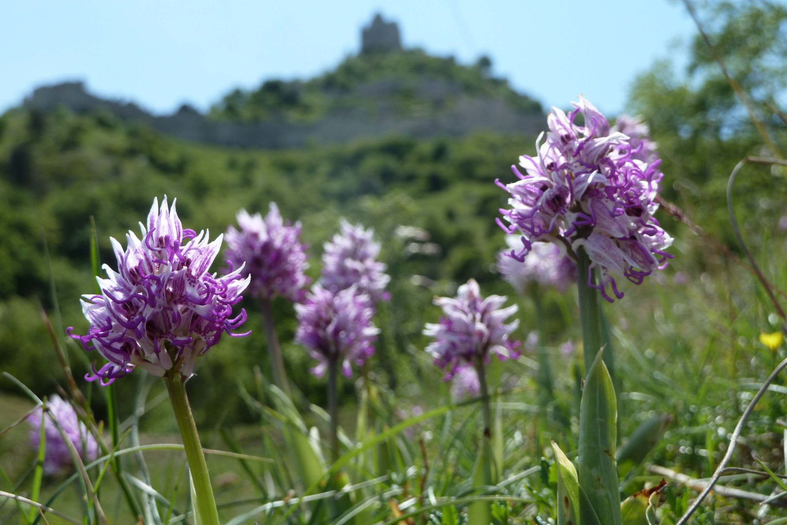 patrimoine naturel chateau de crussol